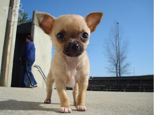 PoulaTo: Chihuahua κουταβακια  Σαμόιτ